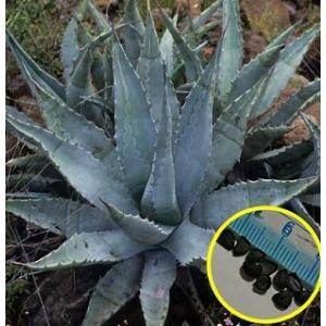 種子10粒 アガベ 'アズールモンテレイ'(Agave sp 'Azul Monterrey