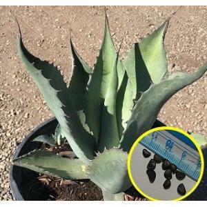 種子15粒 アガベ・ファンキアナ噴怒竜(Agave funkiana） : 多肉植物