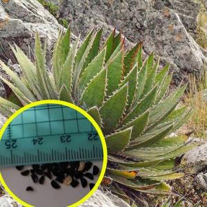 種子10粒 アガベ・バレンシアナ(Agave valenciana) : 多肉植物ワールド