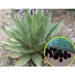 アガベ　ジェントリー　&apos;La Escondida&apos; の種子(Agave gentryi &apos;La Es...