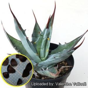 種子15粒 アガベ・デュランゲンシス(Agave durangensis)の種子 : 多肉