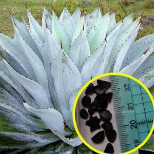 種子15粒 アガベ・ビルモリニアナ(Agave vilmoriniana) : 多肉植物