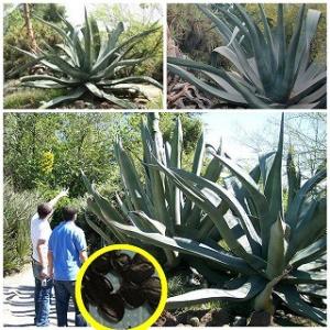 巨大 アガベ　マピサガの種子(Agave mapisaga)