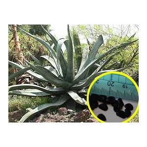 種子15粒 アガベ マピサガ 'Lisa' （Agave mapisaga var lisa) : 多肉