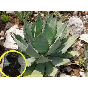 種子15粒 アガベ・マキシミリアーナ(Agave...の商品画像