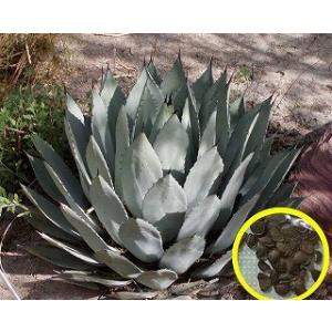 種子15粒 アガベ・デュランゲンシス(Agave durangensis)の種子 : 多肉