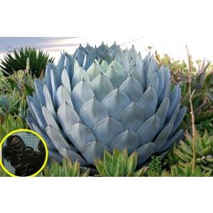 アガベ　デュランゲンシス　即戦力　　パリー 種子15粒 アガベ・デュランゲンシス(Agave durangensis)の種子
