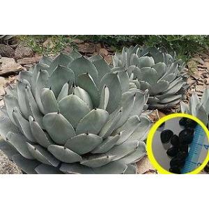 種子5粒 パキポディウム・アンボンゲンセ（Pachypodium ambongense）の