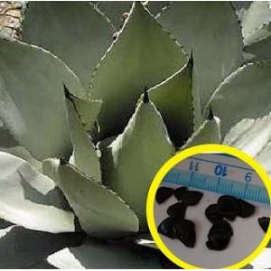 種子10粒 アガベ 'アズールモンテレイ'(Agave sp 'Azul Monterrey