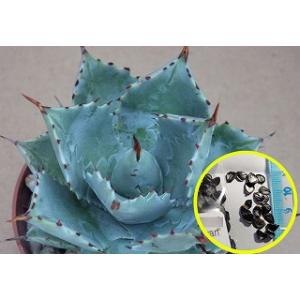 種子10粒 アガベ・オテロイ(Agave oteroi) : 多肉植物ワールド 種子10粒 アガベ・オテロイ(Agave oteroi) : 多肉植物ワールド