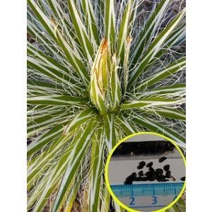 種子15粒 ユッカ ロストラータ 'グレイ グリーン'(Yucca Rostrata