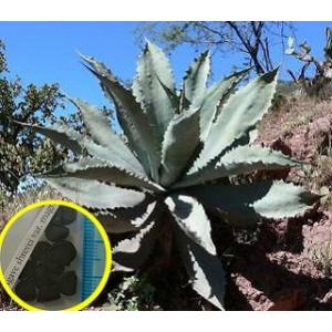 アガベ・スリービー・マグナ(Agave shrevei var. magna)の種子