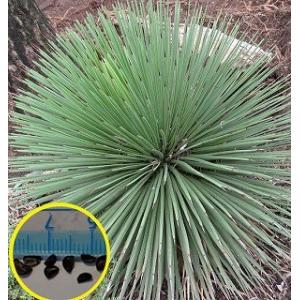 アガベ・ストリクタ(Agave stricta)の種子