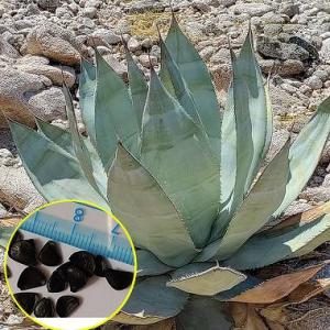 種子10粒 アガベ・バレンシアナ(Agave valenciana) : 多肉植物ワールド