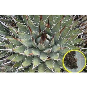 4月入荷 100粒+ アガベ イシスメンシス 種 種子 証明書あり2207 種子100粒 アガベ・イシスメンシス（雷帝）(Agave Isthmensis