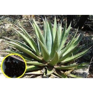 種子15粒　アガベ・ユタエンシス・カイバベンシス(Agave utahensis v. kaibabensis)