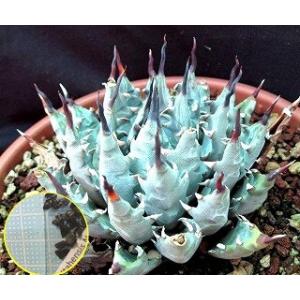 種子15粒　アガベ・ユタエンシス・ネバデンシス(Agave Utahensis Var Nevadensis)