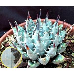 種子30粒　アガベ・ユタエンシス・ネバデンシス(Agave Utahensis Var Nevadensis)｜多肉植物ワールド