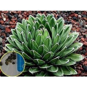 種子50粒 アガベ ビクトリア レジーナ(笹の雪)(Agave Victoriae