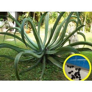 種子20粒 プヤ・ベルテロニアナ(Puya berteroniana) : 多肉植物