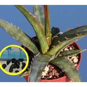種子100粒 アガベ・オテロイ(Agave oteroi) : 多肉植物ワールド - 通販