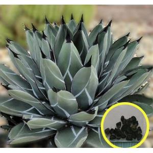 4月入荷 オテロイ 種子 2000粒 チタノタ アガベ 4月入荷 オテロイ 種子 2000粒 チタノタ アガベ m77271831060_1