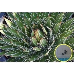 種子100粒　アガベ  フィリフェラ（乱れ雪）（Agave Filifera）