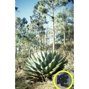 種子20粒 アガベ フィリフェラ(乱れ雪)(Agave Filifera 種子20粒 アガベ フィリフェラ(乱れ雪)(Agave Filifera