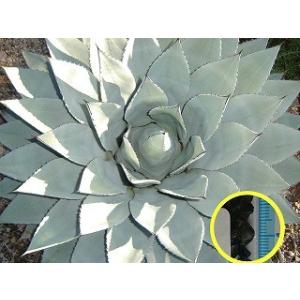 種子20粒 アガベ フィリフェラ(乱れ雪)(Agave Filifera 種子20粒 アガベ フィリフェラ(乱れ雪)(Agave Filifera