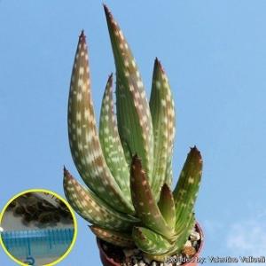 種子50粒 渦巻きアロエ ポリフィラ（Aloe Polyphylla） : 多肉植物