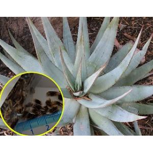 種子50粒 渦巻きアロエ ポリフィラ（Aloe Polyphylla） : 多肉植物