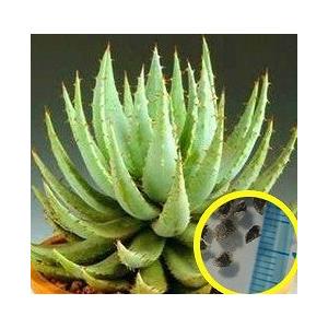 アロエ ペグレラエ Aloe Peglerae の種子 Suc Ale Aloe Peglerae 多肉植物ワールド 通販 Yahoo ショッピング