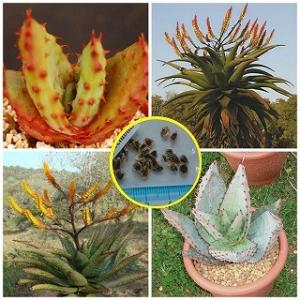 アロエ・スペクタビリス（鬼王錦）（Aloe spectabilis）の種子