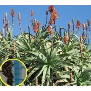 種子10粒 キダチアロエ(アロエ・アルボレセンス...の商品画像