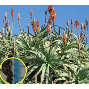 キダチアロエ(アロエ・アルボレセンス)(Aloe arborescens)の種子