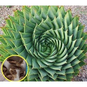 種子30粒 渦巻きアロエ ポリフィラ（Aloe Polyphylla） : 多肉