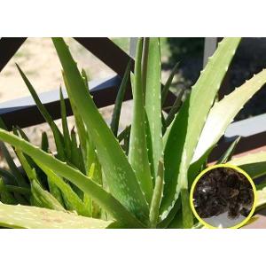 アロエ 種 種子 の商品一覧 花 ガーデニング 通販 Yahoo ショッピング
