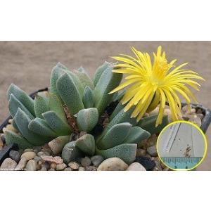 アロイノプシス 錦輝玉(Aloinopsis orpenii)の種子｜succulent