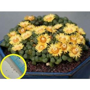 種子20粒 アロイノプシス・スクーネーシー　(唐扇)(Aloinopsis schooneesii)｜succulent