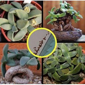 アロイノプシス 虎鮫・人魚の夢(Aloinopsis peersii)の種子｜succulent