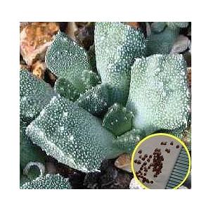 アロイノプシス 天女琴（Aloinopsis setifera）の種子｜succulent