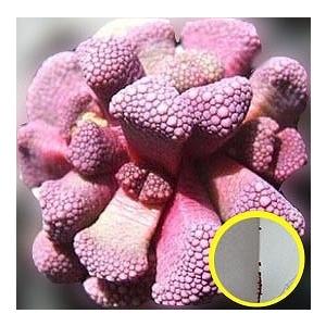アロイノプシス　天女舞(Aloinopsis villetii)の種子｜succulent