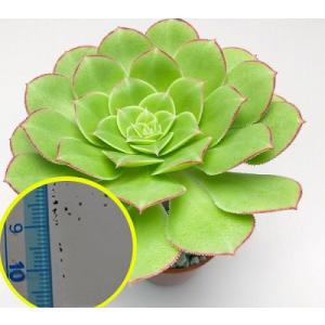 種子15粒　アエオニウム　カナリエンセ　スブプラナム(Aeonium canariense var subplanum）｜succulent