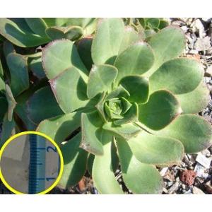 アエオニウム・デビットブラメリー(Aeonium davidbramwellii)の種子