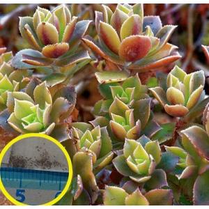 アエオニウム・ボルケリ(Aeonium volkeri)の種子 : 多肉植物ワールド  