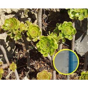 アエオニウム 君美麗(Aeonium holochrysum)の種子｜succulent