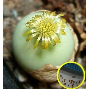 種子20粒 コノフィツム カリキュラス（Conophytum Calculus）