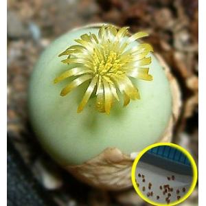 種子10粒 コノフィツム・フラブム・オルナツム(Conophytum flavum