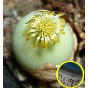 種子5粒 パキポディウム・アンボンゲンセ（Pachypodium
