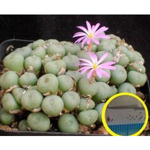 種子20粒　コノフィツム・ミヌツム（群碧玉）(Conophytum minutum)